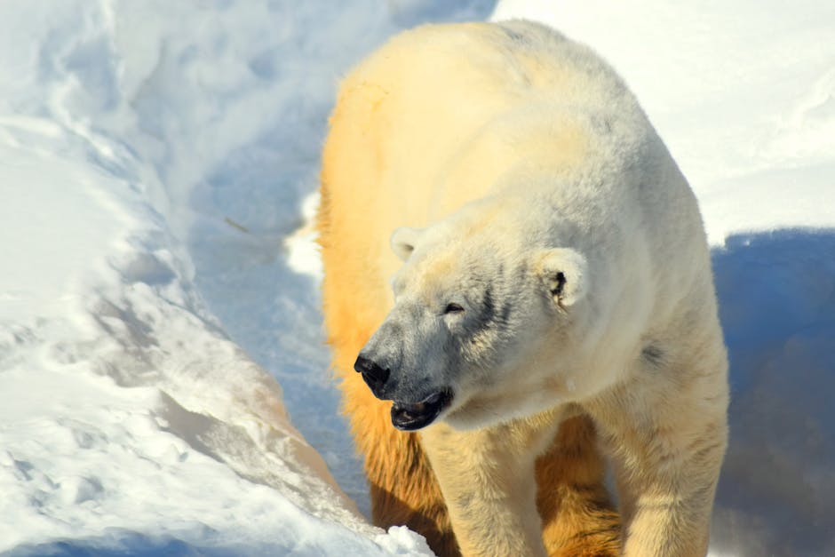Brown Bear Drags Hiker into Bushes on Japan's Mount Rausu, Body Later Found